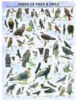 oiseaux-de-proies-et-hiboux-puzzle-1000-pieces.42105-1.jpg