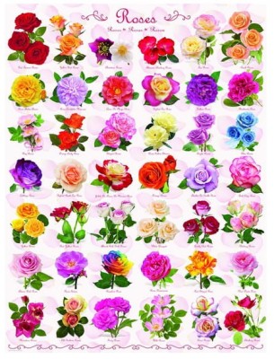 Eurographics 1000 - Roses