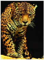 leopard-puzzle-1000-pieces.42214-1.fs.jpg