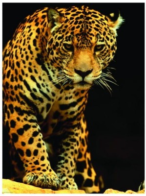 Eurographics 1000 - Leopard
