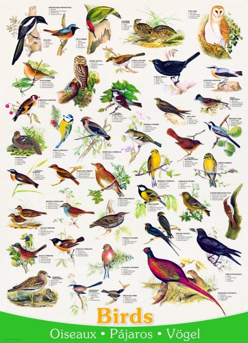 affiche-sur-les-oiseaux-puzzle-1000-pieces.41886-1.fs.jpg