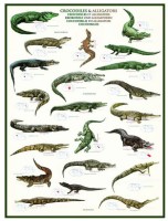 crocodiles-et-alligators-puzzle-1000-pieces.42511-1.fs.jpg