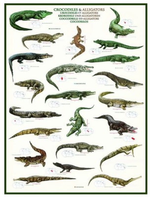 Eurographics 1000 - Crocodiles and Alligators