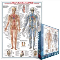 systeme-circulatoire-puzzle-1000-pieces.42512-2.fs.jpg