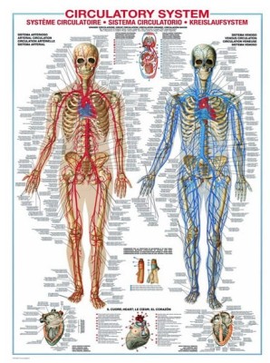 Eurographics 1000 - Circulatory system