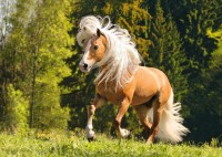 lucky-horse.81725-1.fs.jpg