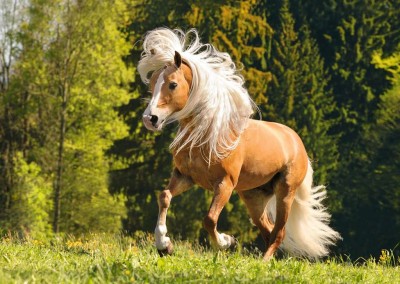 Ravensburger 1000 - Lucky Horse