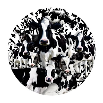 SunsOut 1000 - Lori Schory - Herd of Cows