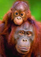 orangutan-baby-jigsaw-puzzle-1000-pieces.53263-1.fs.jpg