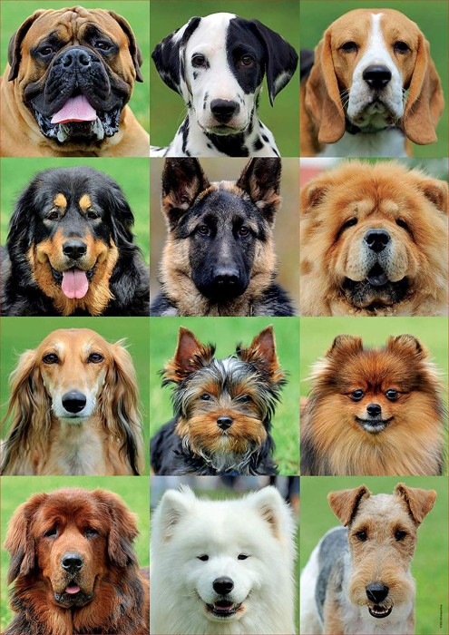 dog-collage-jigsaw-puzzle-500-pieces.72770-1.fs.jpg