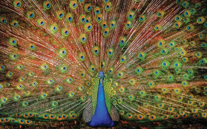 celebrate-life-gallery-the-big-boy-jigsaw-puzzle-1000-pieces_64036-1_fs.jpg