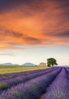 pol_pl_PQ-Puzzle-500-el-Pole-lawendy-5428_2.jpg