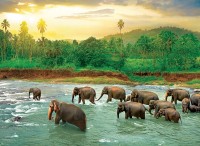 save-our-planet-collection-rain-forest-jigsaw-puzzle-1000-pieces.81871-1.fs.jpg