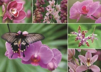 orchids-jigsaw-puzzle-1000-pieces.53182-1.fs.jpg