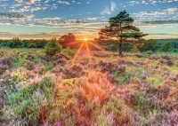 heather-at-sunset-jigsaw-puzzle-500-pieces.62449-1.fs.jpg