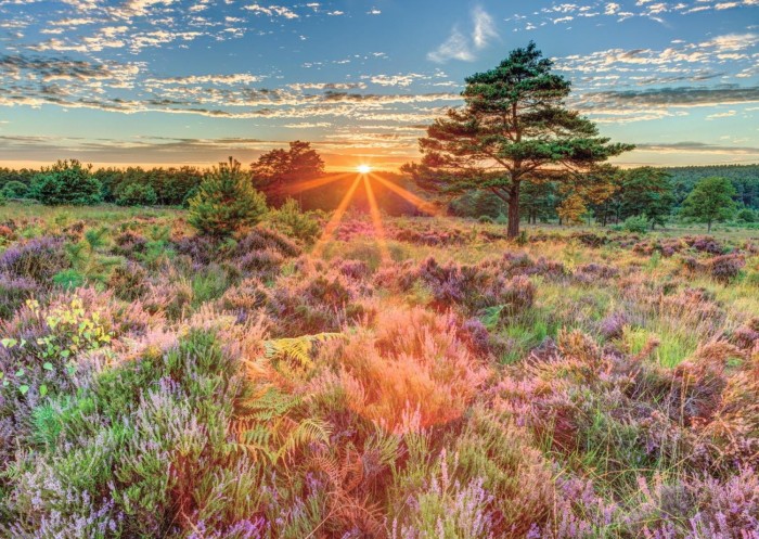 heather-at-sunset-jigsaw-puzzle-500-pieces.62449-1.fs.jpg