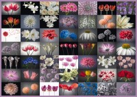 pol_pl_PQ-Puzzle-2000-el-Kwiatowe-inspiracje-3793_1.jpg