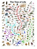 evolution-the-tree-of-life-jigsaw-puzzle-1000-pieces.42097-1.jpg