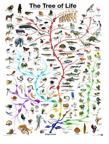 evolution-the-tree-of-life-jigsaw-puzzle-1000-pieces.42097-1.jpg