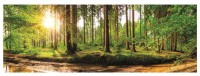 dawn-in-the-forest-jigsaw-puzzle-2000-pieces.82272-1.fs.jpg