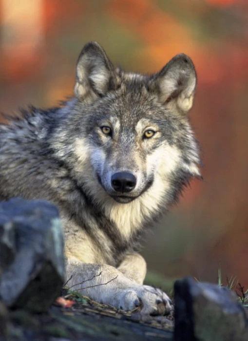 grafika-kids-wolf-jigsaw-puzzle-300-pieces.53027-1.fs.jpg