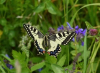 grafika-kids-butterfly-jigsaw-puzzle-300-pieces.55868-1.fs.jpg