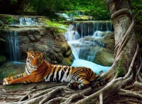 tiger-jigsaw-puzzle-2000-pieces.55245-1.fs.jpg