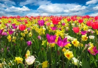 tulips-jigsaw-puzzle-1000-pieces.53535-1.fs.jpg