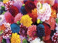 master-pieces-beautiful-blooms-jigsaw-puzzle-550-pieces.83229-1.fs.jpg