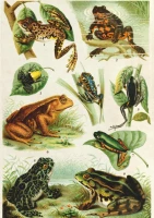frogs-jigsaw-puzzle-1000-pieces.76001-1.fs.jpg
