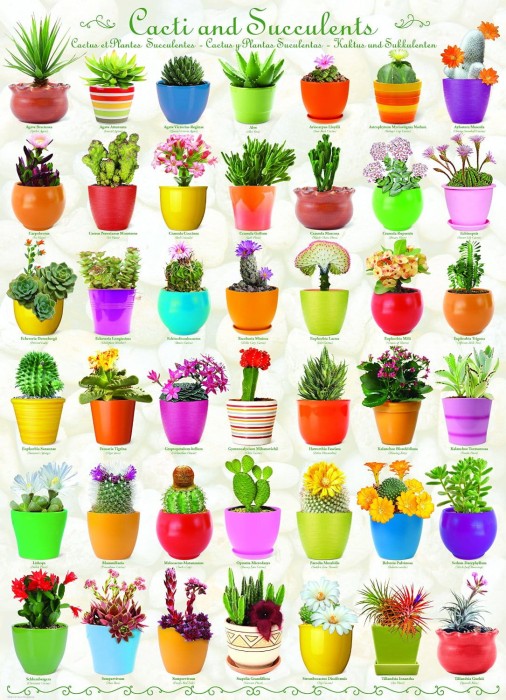 cactus-succulents-jigsaw-puzzle-1000-pieces.53264-1.fs.jpg