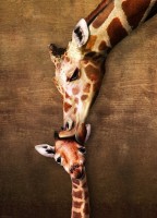 the-mother-giraffe-and-its-girafon-jigsaw-puzzle-1000-pieces.41876-1.fs.jpg