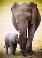 the-elephant-and-baby-elephant-jigsaw-puzzle-1000-pieces.41890-1.fs.jpg