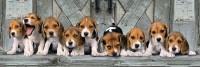 beagles-jigsaw-puzzle-1000-pieces.62415-1.fs.jpg