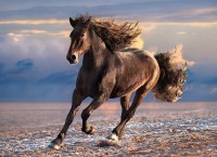 horse-in-freedom-jigsaw-puzzle-1000-pieces.62321-1.fs.jpg