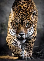 jaguar-jigsaw-puzzle-1000-pieces.54164-1.fs.jpg