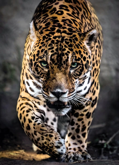 jaguar-jigsaw-puzzle-1000-pieces.54164-1.fs.jpg
