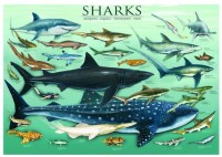 jigsaw-puzzle-1000-pieces-sharks.2228-1.fs.jpg