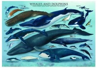 jigsaw-puzzle-1000-pieces-dolphins-and-whales.2229-1.fs.jpg