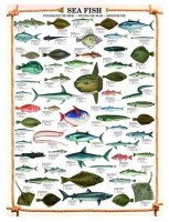 the-fishes-jigsaw-puzzle-1000-pieces.41866-1.jpg