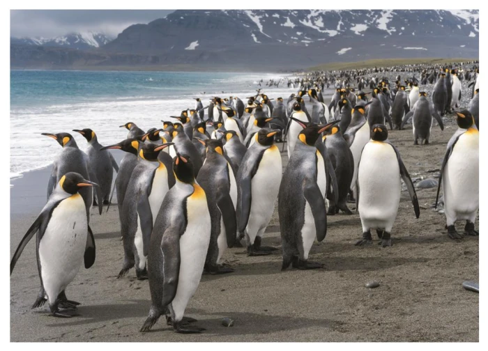 penguins-jigsaw-puzzle-1000-pieces.83831-1.fs.jpg