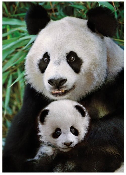 panda-jigsaw-puzzle-1000-pieces.62960-1.fs.jpg