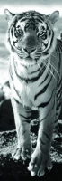 tiger.84751-1.fs.jpg