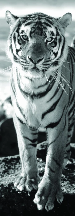 tiger.84751-1.fs.jpg