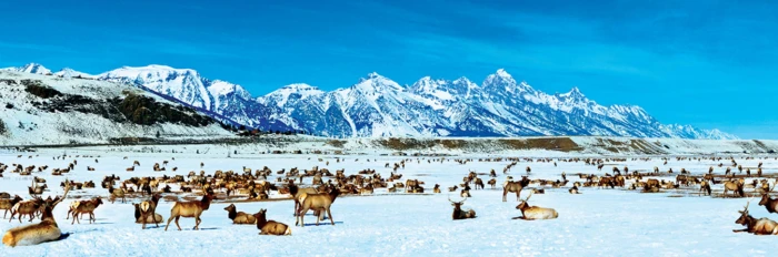 elk-refuge-master-pieces.84955-1.fs.jpg