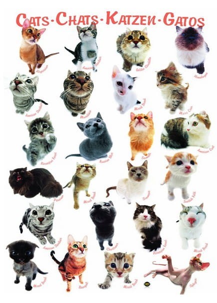 classic-cats-jigsaw-puzzle-1000-pieces.42319-1.fs.jpg