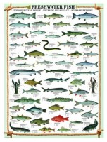 fishes-jigsaw-puzzle-1000-pieces.42102-1.jpg