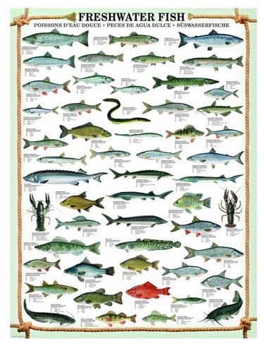 fishes-jigsaw-puzzle-1000-pieces.42102-1.jpg