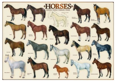 Eurographics 1000 - Horses