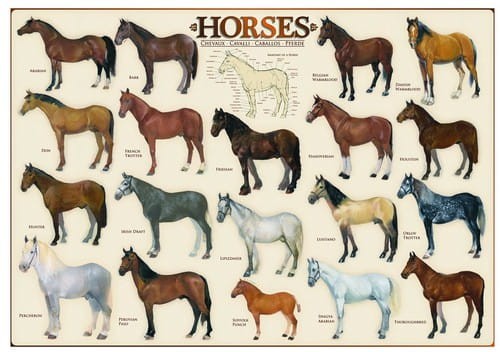 horses-jigsaw-puzzle-1000-pieces.41885-1.fs.jpg